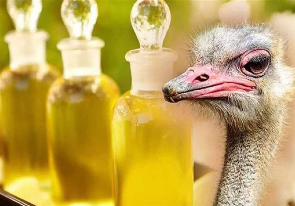 جاسازی ۵۴۰ لیتر روغن شترمرغ زیر بار سیمان