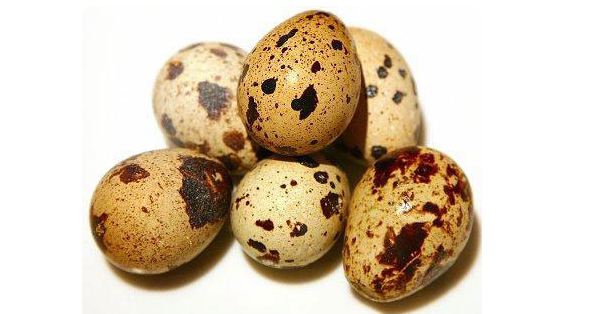 فواید بی شمار و باورنکردنی تخم مرغ و بلدرچین برای سلامت کودکان
