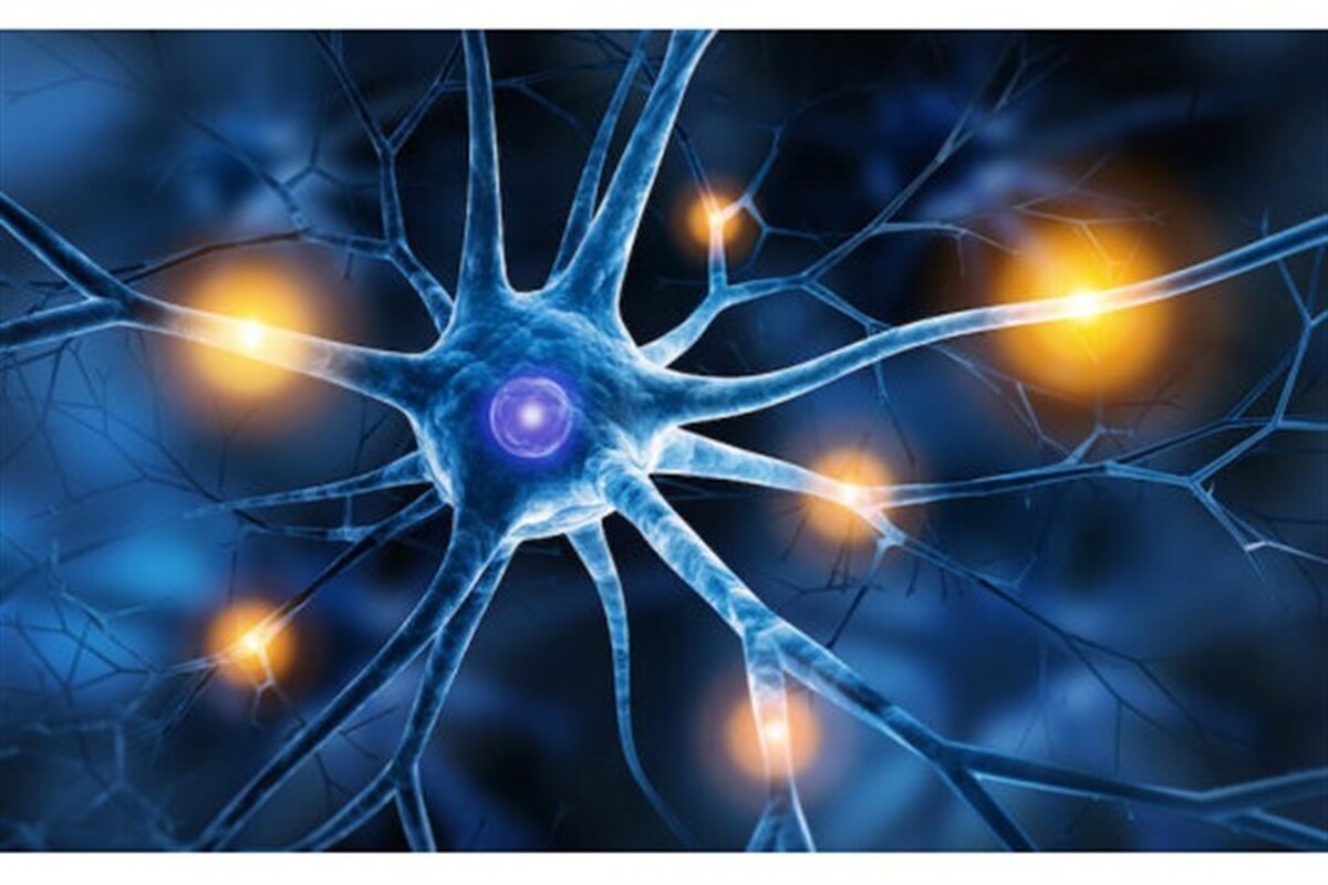 سلولهای بنیادی به کمک بیماران با ضایعات نخاعی میشتابد