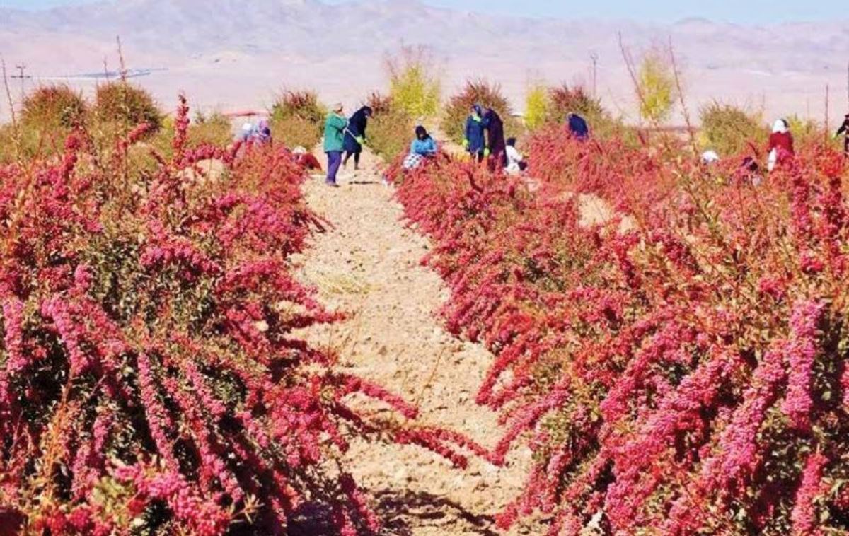 قائنات؛ بزرگترین قطب تولید زرشک جهان با ۱۰۰ هزار تن محصول