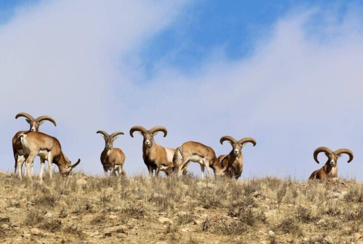 سرشماری پاییزه 