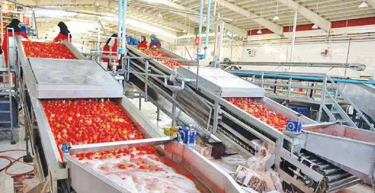 رب گران امسال با گوجه فرنگی ارزان‌تر از پارسال!