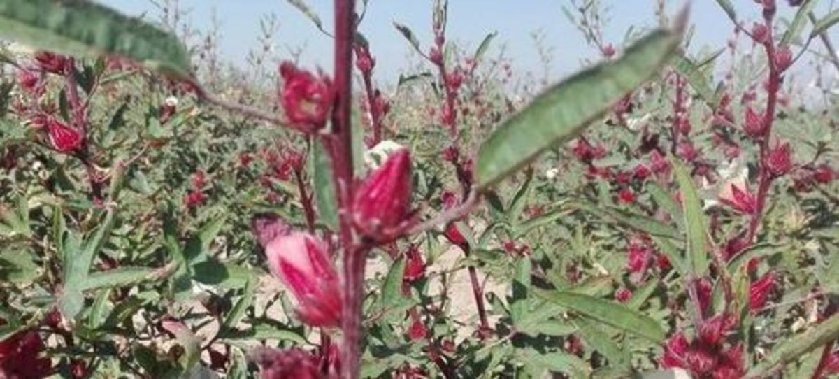 برداشت۱۲تن چای ترش از زمین‌های کشاورزی شهرستان گلشن