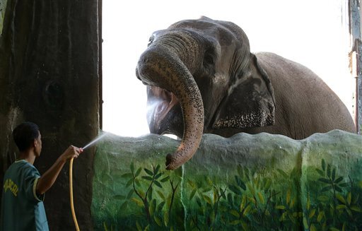 غمگین‌ترین فیل دنیا بخاطر بی تفاوتی و طمع جان داد + عکس