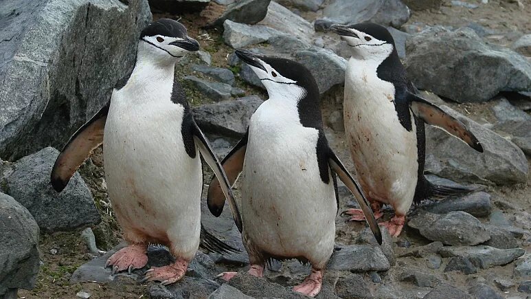 آیا می‌دانید پنگوئن‌های ریش‌خطی نصف روز را می‌خوابند؟