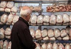 توزیع ۲۲ هزار تن گوشت مرغ گرم در سطح استان قزوین