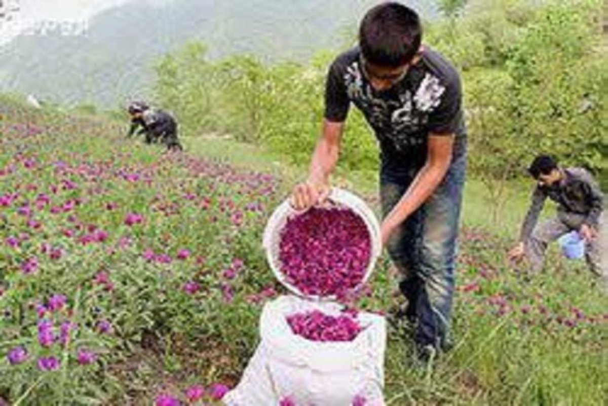 گیاهان دارویی تحت پوشش بیمه می‌روند