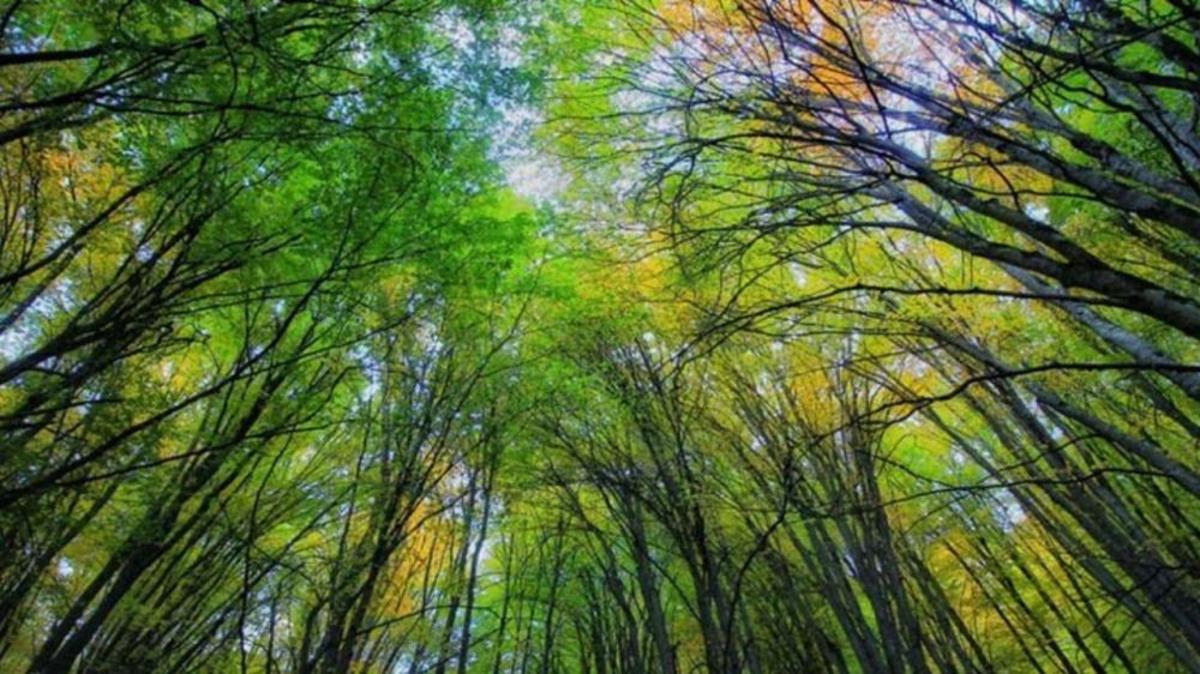 فروش میراث طبیعی با نسق قدیمی به افراد غیربومی