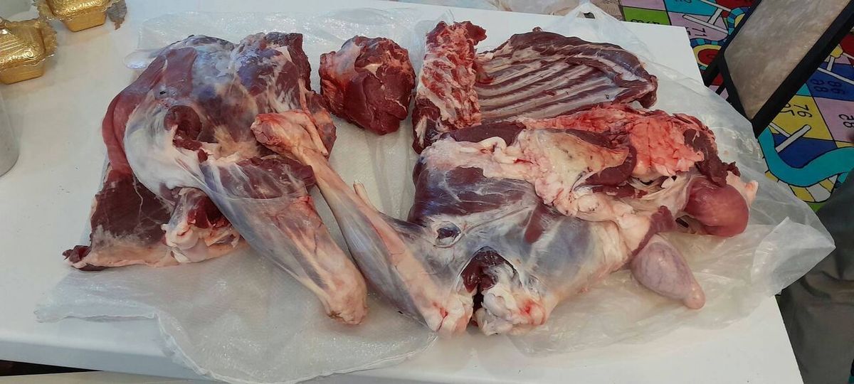 خانه باغ شکارچی متخلف محل کشف لاشه کل وحشی