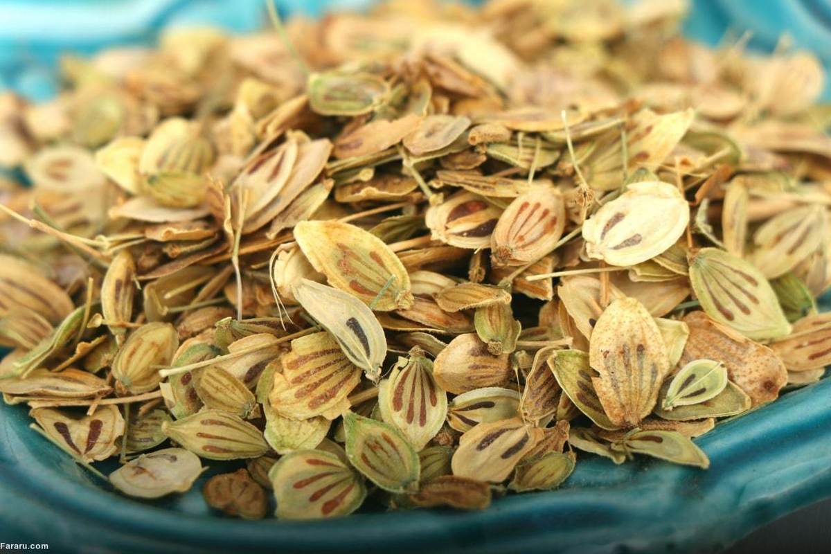 میوه گل پر مناسب برای تشنج و ضد درد!