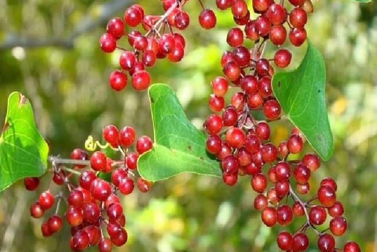 معالجه التهابات و نقرس با گیاه دارویی عشبه!