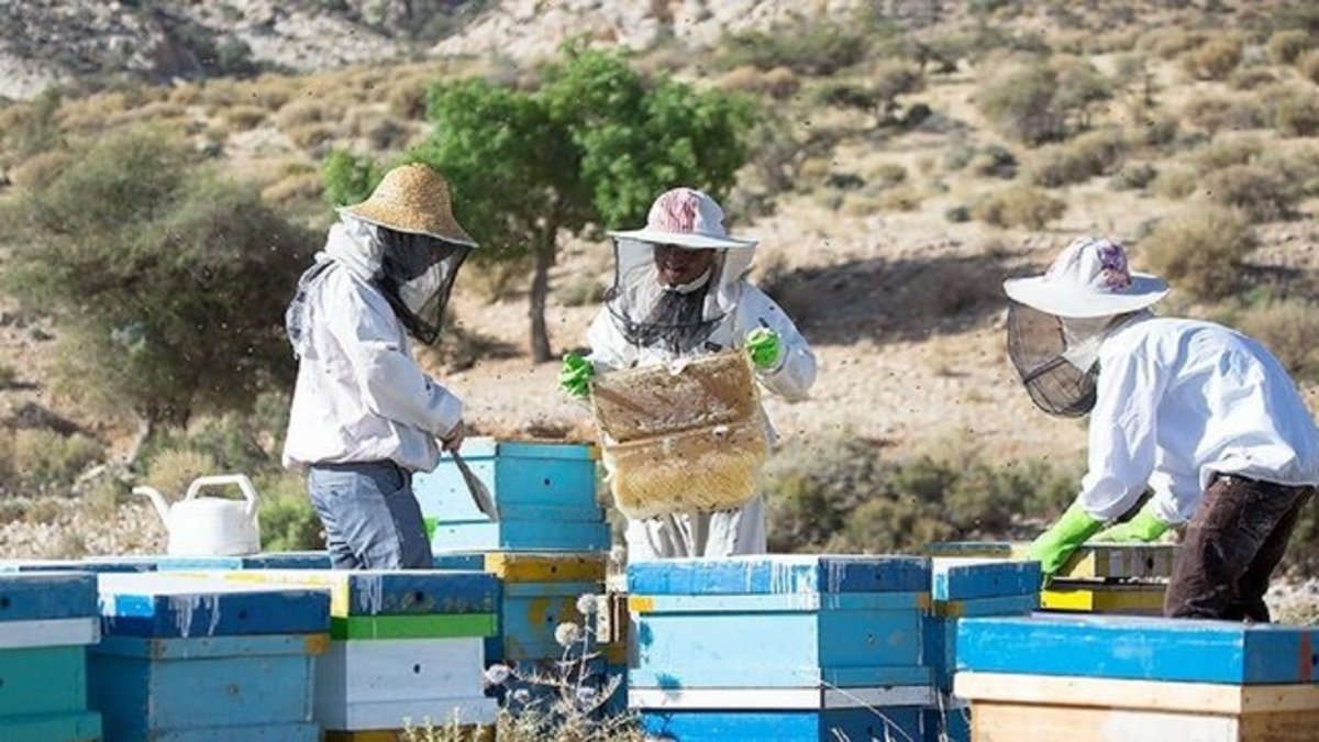 «عسل» همدان نیازمند برندسازی