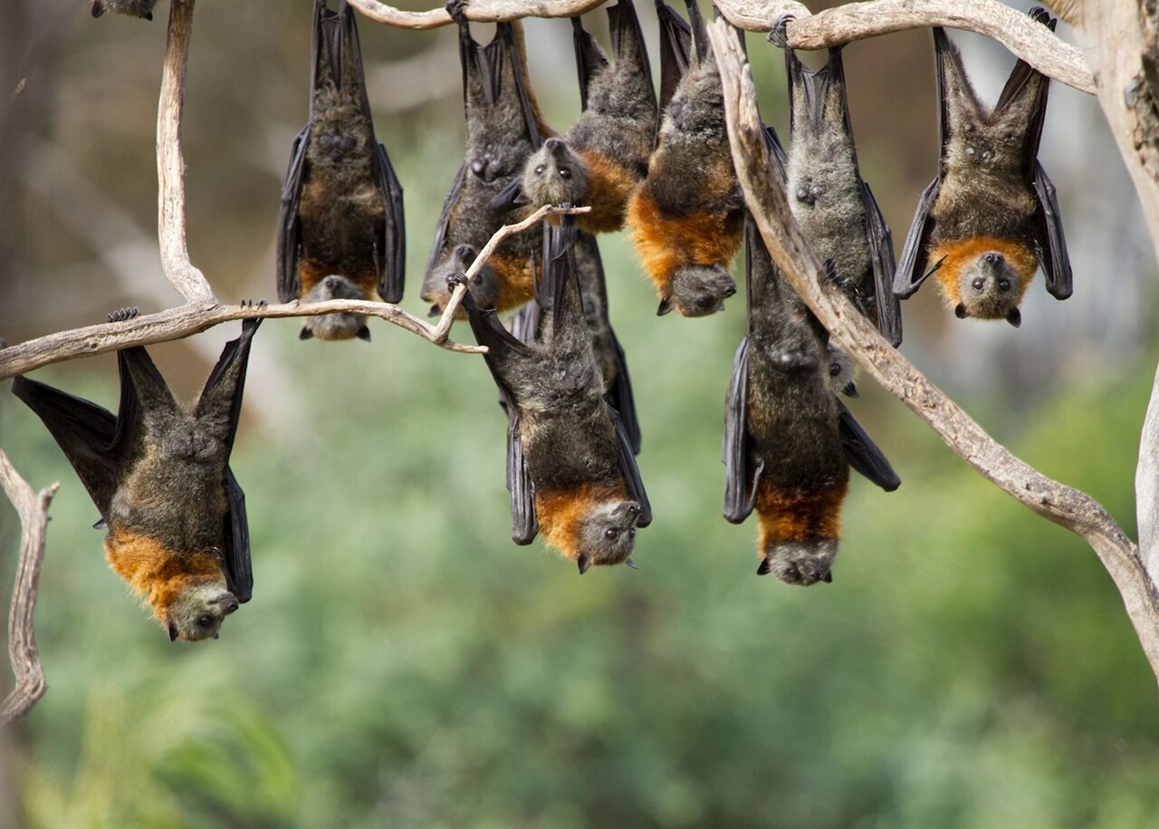 مهاجرت‌های شبانه خفاش‌های کوچک لب‌کوتاه