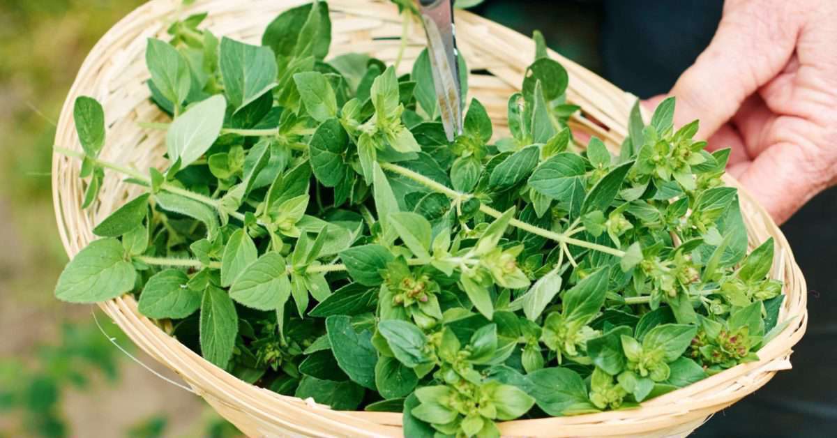 گل ساعتی یک گیاه دارویی برای بهبود افسردگی!