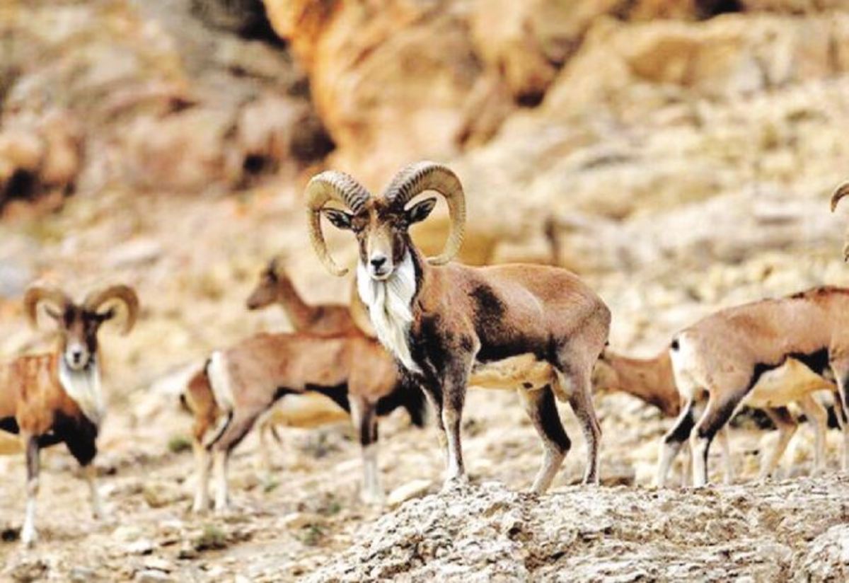 به دنبال طعمه برای یوزپلنگ آسیایی