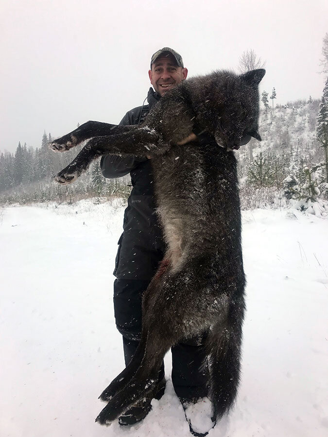 عکس/گرگ سرددشت بزرگترین گرگ در جهان
