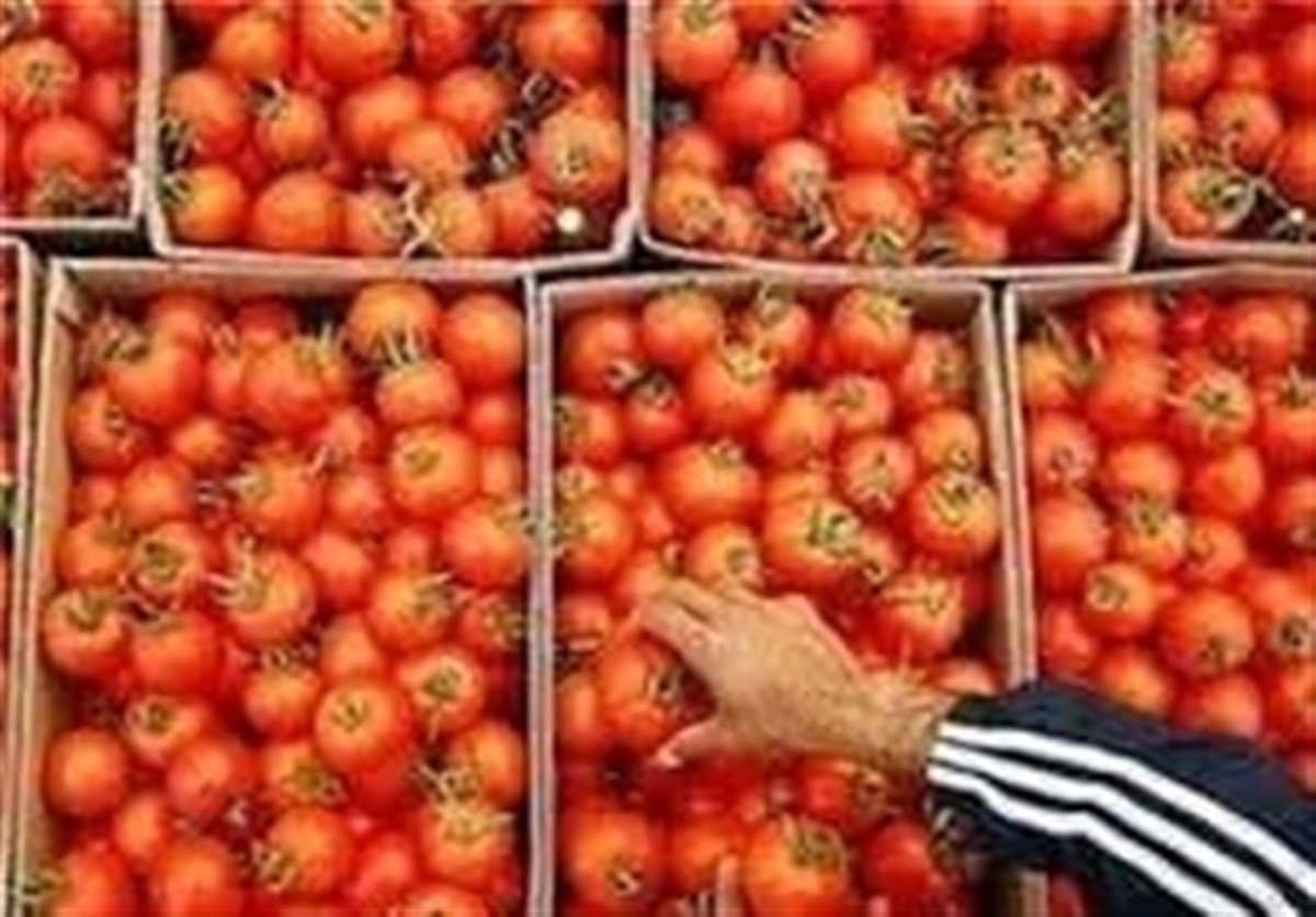 قیمت گوجه‌فرنگی در بازار به زودی متعادل می‌شود