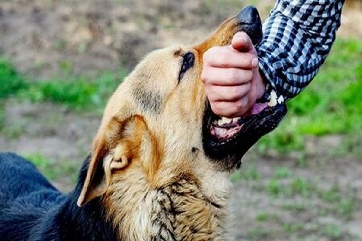 اقدامات اولیه در برخورد با حیوان گزیدگی
