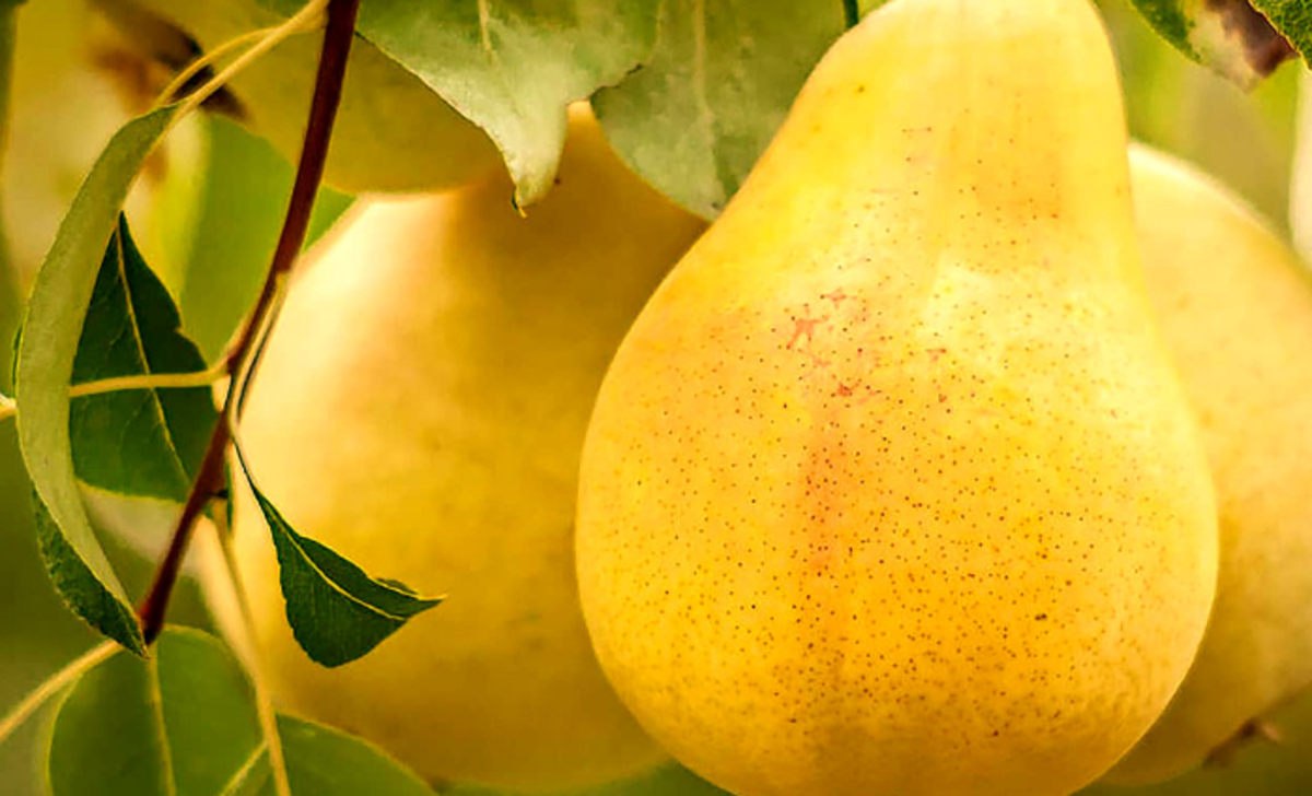 اگراز مشکلات جنسی رنج می‌برید به راحتی تقویت کنید