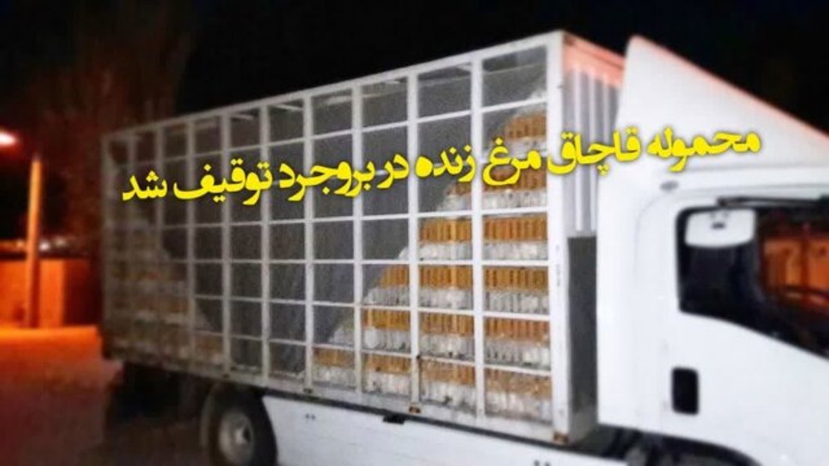 کشف ۱۶۰۰ قطعه مرغ زنده قاچاق در بروجرد