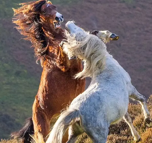 رقابت وحشیانه دو اسب نر برای بدست آوردن دل ماده