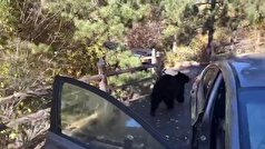 این خرس بخاطر شکلات‌های بادام زمینی داخل خودرو را غارت کرد + عکس
