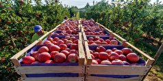 برداشت بیش از ۱۷۰ هزار تن سیب در مهاباد