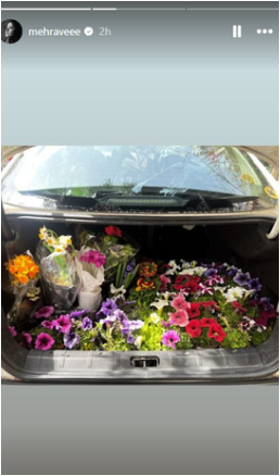 رونمایی مهراوه شریفی از جدید‌ترین گلدان‌های تراس باصفایش/ چه علاقه‌ای به گل و گیاه دارن +عکس