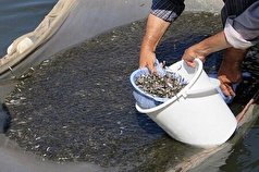 توزیع بیش از ۶۰۰ هزار قطعه بچه ماهی در خراسان رضوی