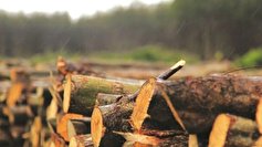 ۲۲ درصد چوب مورد نیاز کشور از طریق واردات تامین می‌شود