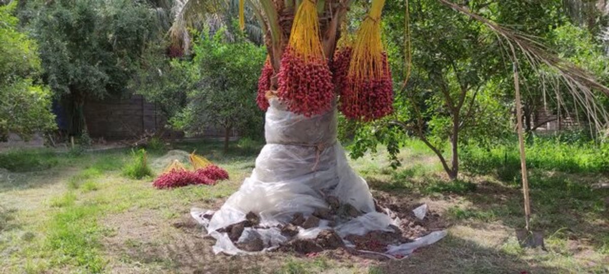 تولید سالانه بیش از ۲۸۰ هزار تن انواع خرما در سیستان و بلوچستان