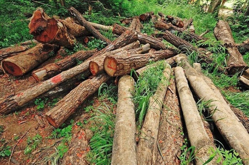 منابع طبیعی: در طرح گردشگری الیمالات هم درختان قطع شد هم خاک تخریب و جابه‌جا