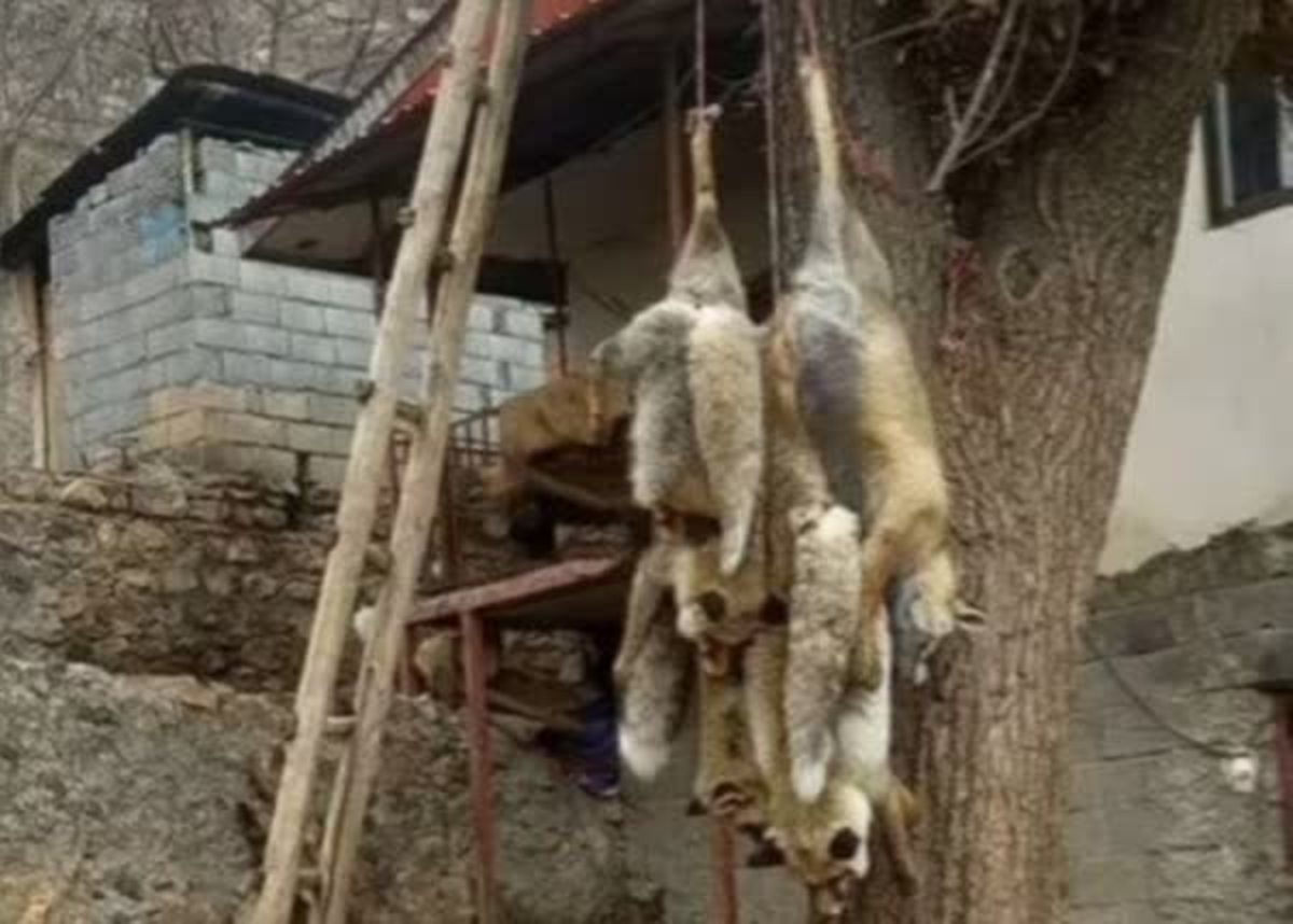 مجازات‌هایی که برای حیات وحش بازدارنده نیست