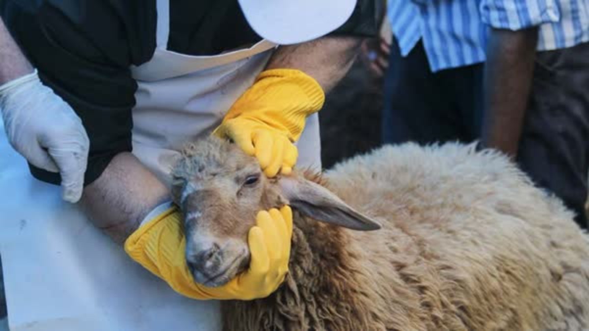 هزینه قربانی حج تمتع امسال کم‌تر از پارسال