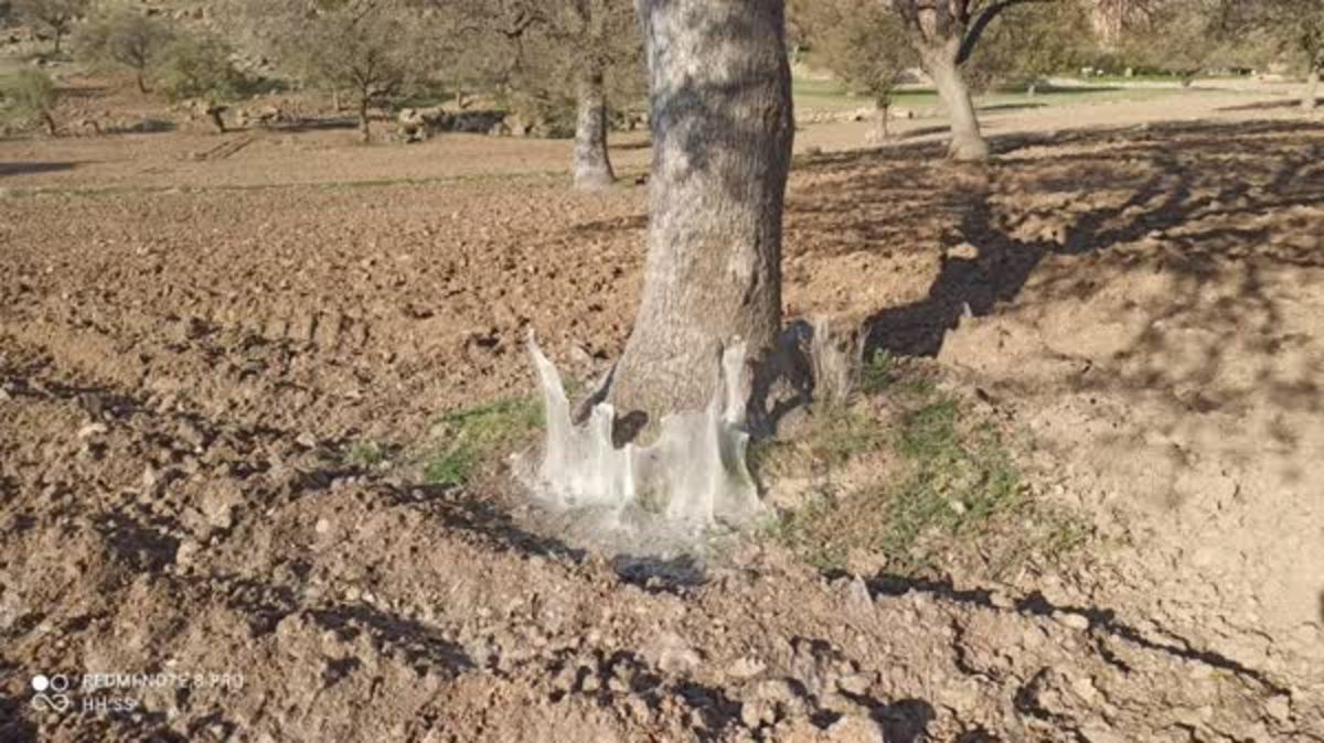 حال درختان بلوط در کهگیلویه و بویراحمد خوب نیست