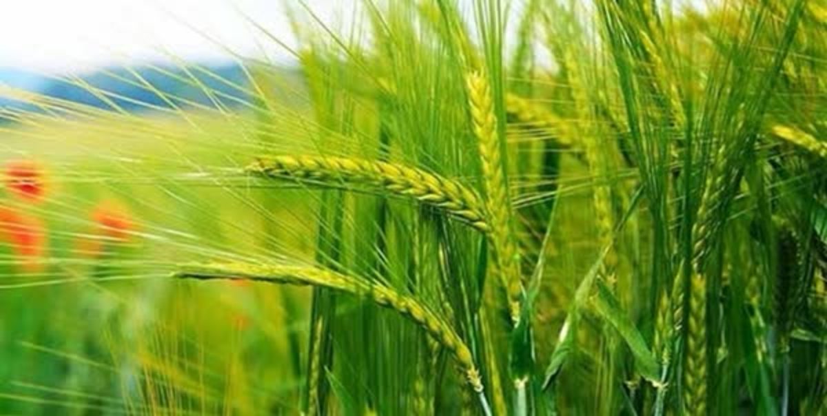 شرایط مساعد بروز آفت در مزارع مازندران
