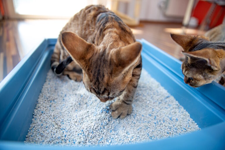 دلیل بوی تند ادرار گربه چیست و چگونه می‌توان آن را از بین برد؟