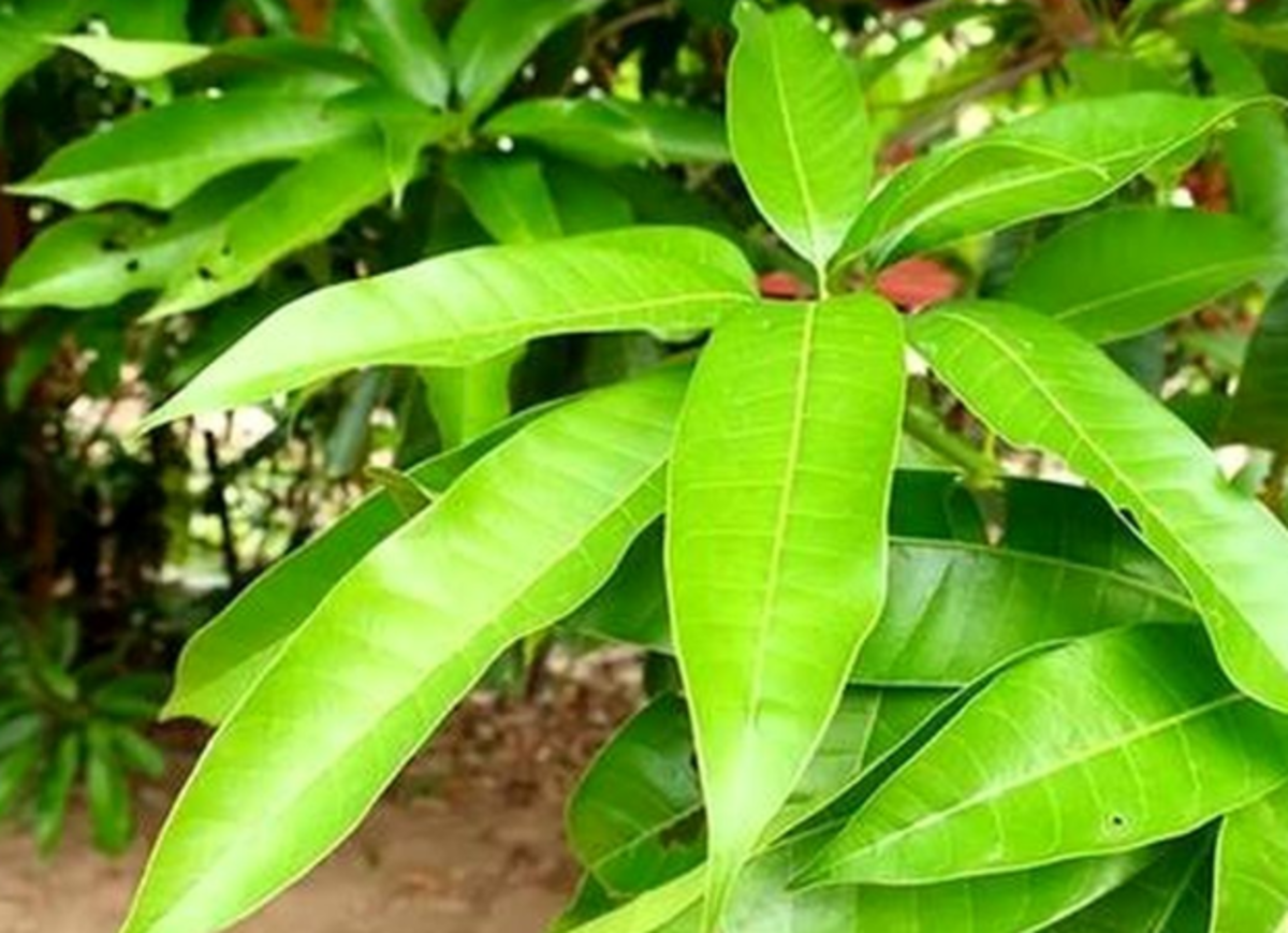 فواید برگ گیاه انبه که شاید از آن اطلاعی نداشتید