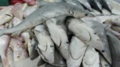 کشف یک تُن کوسه ماهی در بوشهر