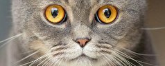 صاحبان گربه‌های خانگی در معرض خطر ابتلا به اسکیزوفرنی هستند