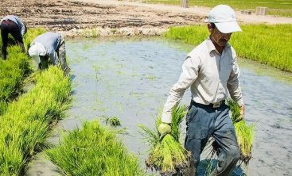 اصلاح الگوی کشت برنج در کهگیلویه و بویراحمد