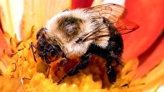کشف یک توانایی خارق العاده در زنبور‌ها