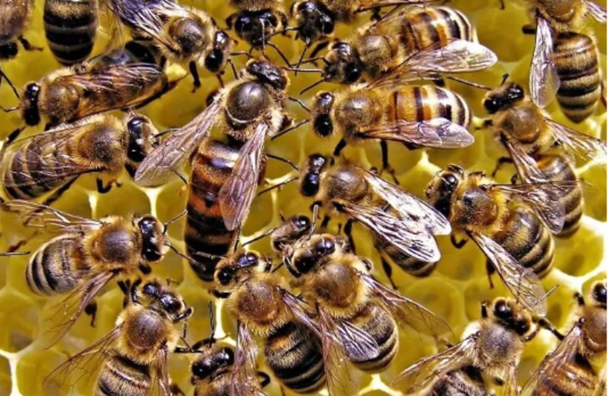 ملکه‌ای که تا یک هفته زیر آب زنده میماند!