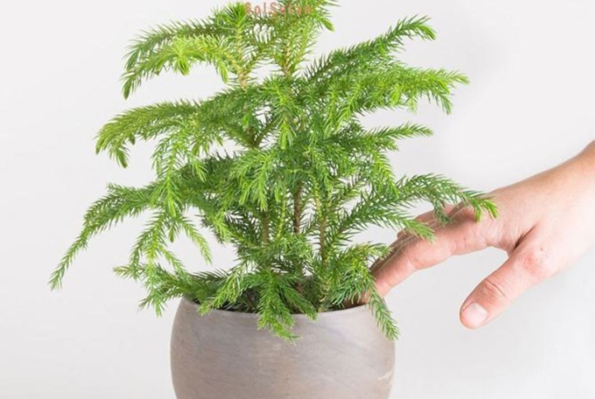 نکات طلایی و نحوه نگهداری گیاه زیبای کاج