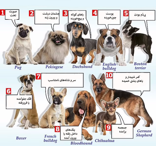 این ۱۰ نژاد از سگ بیشتر با مشکلات سلامتی رو به رو می‌شوند