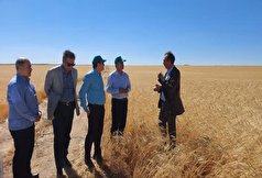 خودکفایی ایران در تولید بذر اصلاح شده گندم دیم