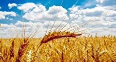 تولید گندم در لرستان از میانگین کشوری بالاتر است