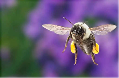 ملکه زنبور عسل قابلیت زنده ماندن زیر آب را به مدت طولانی دارد!