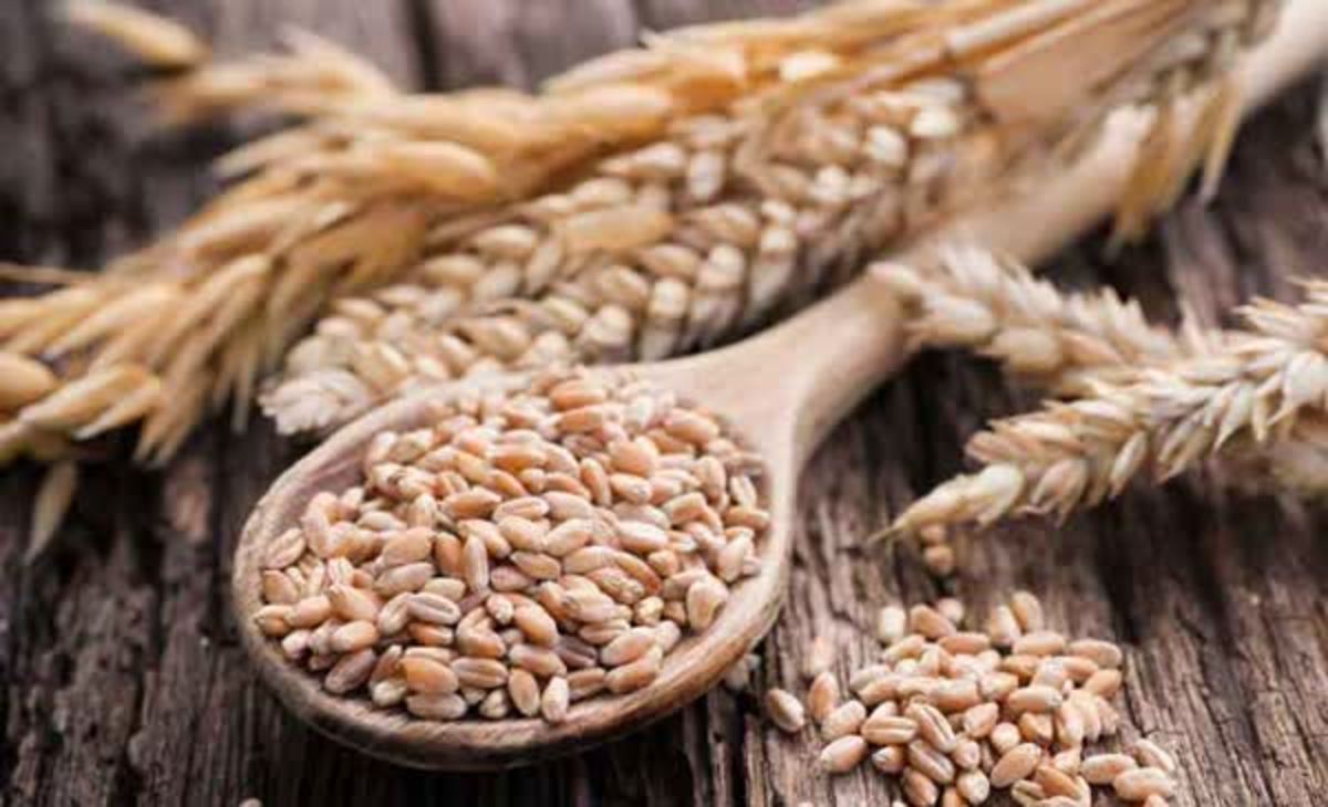خودکفایی در تولید بذر گندم در اولویت کاری سازمان جهاد کشاورزی سیستان وبلوچستان