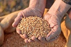 خودکفایی در تولید بذر گندم اولویت کاری سازمان جهاد کشاورزی سیستان وبلوچستان